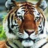 SEMS Tigers ROAR(@SEMSTigersROAR) 's Twitter Profile Photo