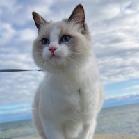 Chenglong Ma (@chenglongm) 's Twitter Profile