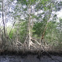 Mangroots #Mangroves (@man_groots) 's Twitter Profile Photo Mangroots #Mangroves (@man_groots) 's Twitter Profile Photo