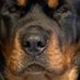 Jackie Robinson == (@jackier02586825) Twitter profile photo Jackie Robinson == (@jackier02586825) Twitter profile photo