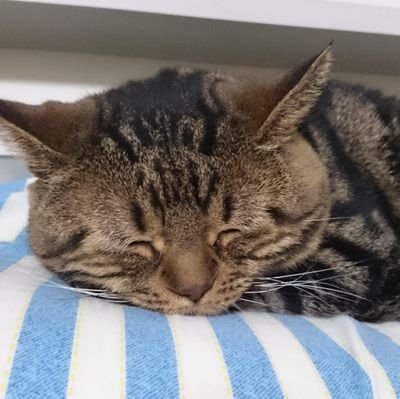 やふー Profile