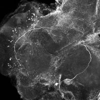 Neurobiology Konstanz (@konstanzneuro) 's Twitter Profile