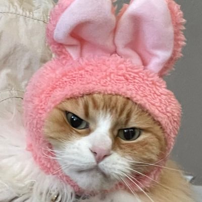 dailypoko's profile picture. and her sister miso