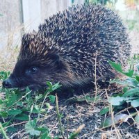 Am Koti (@hoiskopruh) Twitter profile photo