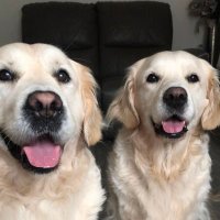 💖 Lily & Teddy 💖(@goldenlily2017) 's Twitter Profile Photo