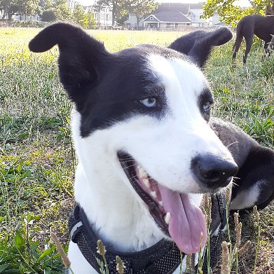 I'm Captain-Best Boy. Wuv Amy & Eric. Rescued 🐾🐕❤️short hair border collie w/blue eyes❤️ Give me treat. NomNom.