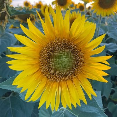 tydjie's profile picture. 