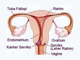 latest research and information on Ovarian Cervical Cancer diseases.