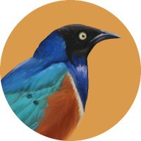 Grim Starling, actual bird (@grim_starling) 's Twitter Profile