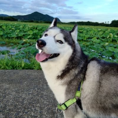 ハスキーのチャビ(2018.5.8生まれ snow amberから元アーニャ)と黒い三連星のクロネコ∶マツタケウメ ボンネットライダーの保護猫ニャーさん 出戻りフユと空から降ってきたチェルとオット氏
2023.12.8ツンドラ改アーニャ9歳がロシアから 無言フォロー大歓迎!無言フォロー許して💧
