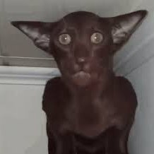 chunky_spuffy's profile picture. -SMALL TWITCH STREAMER-
https://t.co/MiYL1mMDxz
INSTAGRAM: https://t.co/TFv8ndVKHD
YT:https://t.co/yDEcG7zdfD