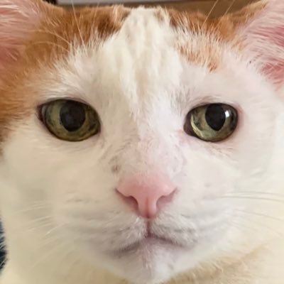 TenchoSiu2さんのプロフィール画像