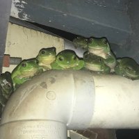 Eight Frogs (@frogseight) 's Twitter Profile