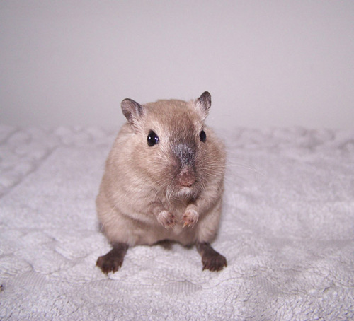 Gerbils kleinschalig en met stamboom gefokt, tevens opvang voor gerbils in nood. Er zijn op dit moment nog gerbils te koop! U bent van harte welkom!