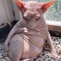 Fluffy (@fluffybannon) 's Twitter Profile