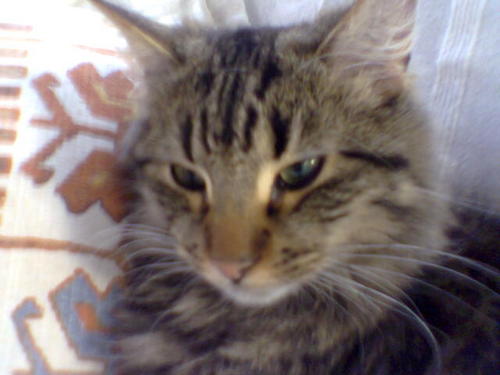 RAndichon's profile picture. 