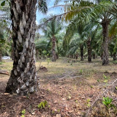 Demócrata de convicción, Campesino Palmero y Herbólogo FUNIBA