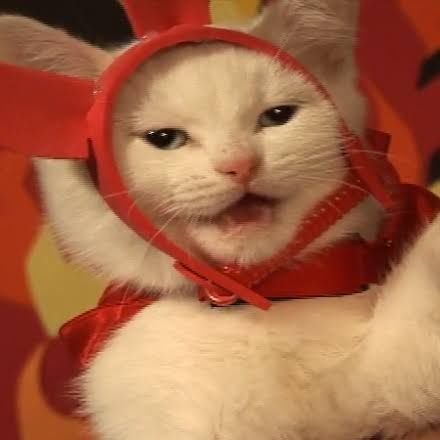 TuHonestoCesar's profile picture. 