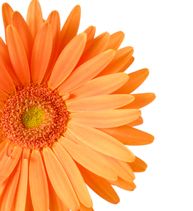 SusanShouts's profile picture. 