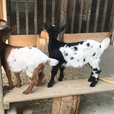 おうちでお仕事|ユーザー系SIer→Web→フリーランスとしてマイペースに働く|就活を応援したい|お肉お肉お酒お菓子