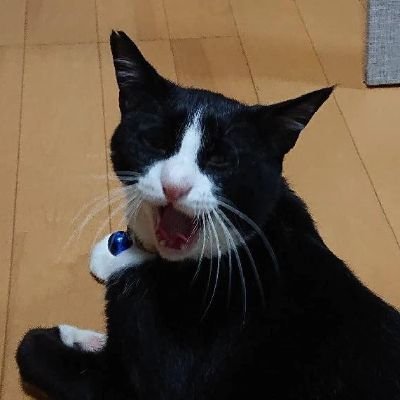 プラモデルと猫とスワローズをこよなく愛するオッサン。失礼ですが無言フォローします。勿論その逆も歓迎。見落としなければフォロバします。フォロー、いいね、リツイートされたら喜ぶ習性があります。よろしくお願いします!
#プラモデル
#プラモ
#猫
#保護猫
#ガンプラ好きと繋がりたい
#東京ヤクルト
#スワローズ