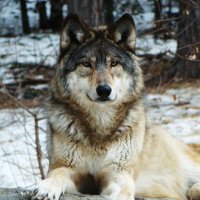 WOLF LOVERS(@wolfrescues22) 's Twitter Profile Photo