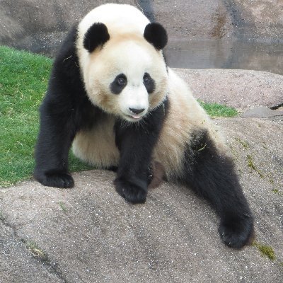 neetoyaji's profile picture. 2011年春、30年続けた新聞記者の仕事を辞め、隠居ライフを満喫していましたが、10年の空白を経てパートタイム記者として古巣に復帰。お笑い芸人を中心に取材し、日刊スポーツＷＥＢ・プレミアム（おもろいで！吉本芸人）などで発表しています。ツイッターに寄せる文・写真は、あくまでも個人的なものです。