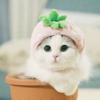 fluffyfluff (@cutefluffys) Twitter profile photo