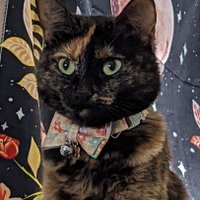 Sunny (@caprisunnycat) 's Twitter Profile Photo Sunny (@caprisunnycat) 's Twitter Profile Photo