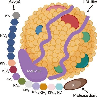 LipoFan