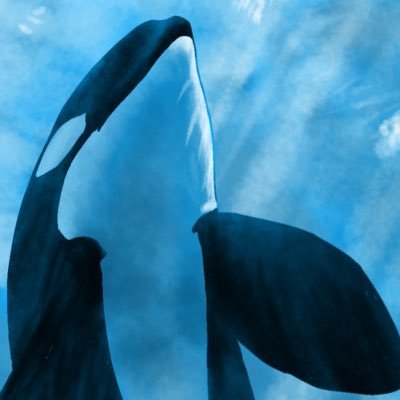 ▪︎デジタル、アナログでシャチ描いてます▪︎シャチ歴は1994年〜▪︎きっかけは七つの海のティコ ▪︎鯨類の勉強をした後、飼育員は目指さず水族館で生き物解説、MC等を経験▪︎今は水族館の経験を活かして別ジャンル▪︎野生鯨類を求めて国内外旅行してます▪︎絵や写真でシャチを楽しんで頂けたら幸いです