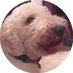 ✨ollie(ver) the doug ,.✨ (@yourbuddyollie) Twitter profile photo