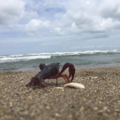 umineko_choshi's profile picture. サーフ では『めら丸❗️』と呼んでください。鹿島灘サーフで「叩き（ルアー）」やってます。ゴミと釣った魚（未成年サイズはリリース）は全て持ち帰ります。