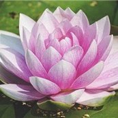 誰でも出来るカンタン副業を紹介しています🌸スマホがあればどこでもお仕事可能🌟自分のペースでできるときにやれます♪私自身3ヵ月で月収100万達成しました💫本気で副業に挑戦したい方を全力でサポートしてます✨無言フォロー失礼します🙇♂️