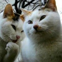 기획•번역 집단 postcard (@thepostcard) 's Twitter Profile