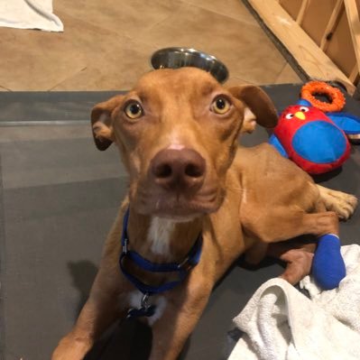 Hi. I’m Dobby. Something bad happened and kind humans at #LSU are helping me live my best life! I’m a good boy! ❤️ My rescue is Last Chance Arkansas on Facebook
