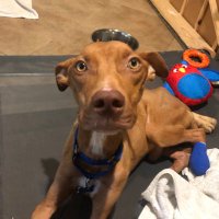 Team Dobby (@dobbyteam2) 's Twitter Profile
