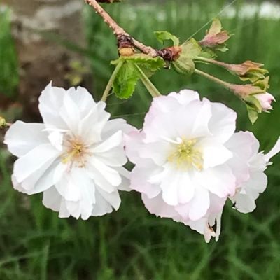 you530917's profile picture. さくら２つのゆー🌸🌸 熊本出身 福岡在住 22.07.08〜 Eyes＆Buddy 琢弥君主＆ＢＩ＆てゃん君ファン 無言いいね&フォロー大歓迎‼️担当＆歴＆年齢＆住み関係無🤗ＢＩ推大好き❤️‍🔥ゆーちゃん‼️呼びで🙏ハイライト見てね ＃琢弥推しと繋がりたい ＃てゃんぺん ＃Eyesさんと繋がりたい