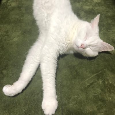 今一番幸せな事はハクにゃー抱っこして寝ること❤️🐈❤️🐈❤️ 人の良いところに着目しようっっ😆☝︎☝︎☝︎