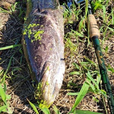 バス釣り、雷魚釣りを少々かじってます。バスは琵琶湖中心に全国どこでも、雷魚は西日本中心に走り回ってます。 バットネットの事務局担当です。会社HP　https://t.co/ZOjDCloA1M　バットネット　https://t.co/h7QPJDo1d4