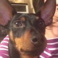 うちの可愛いバン (@minikouchan) 's Twitter Profile