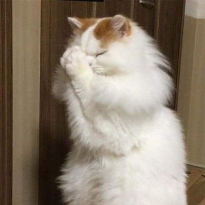 You and cats
Siapa report kata aku cytro lubang bontot dia ada 3.