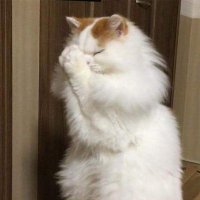 xCrobbolionx (@crobbo_lion) 's Twitter Profile