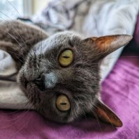 Tiny Grey Cat(@Puggysdad) 's Twitter Profile Photo