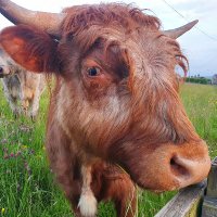 roachy (@roachy) 's Twitter Profile