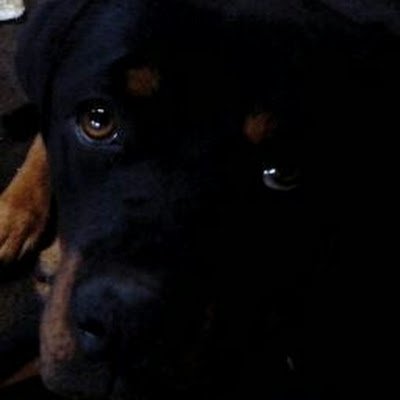 Mkmkmmkk111's profile picture. Ignition