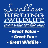 Swallow Birding & Wildlife(@SwallowBirding) 's Twitter Profile Photo