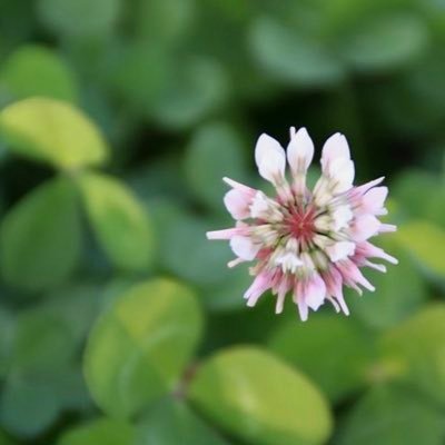 Manabee_Oki's profile picture. 