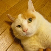いりえなおと Naoto Irie (@naoto_0810_) Twitter profile photo