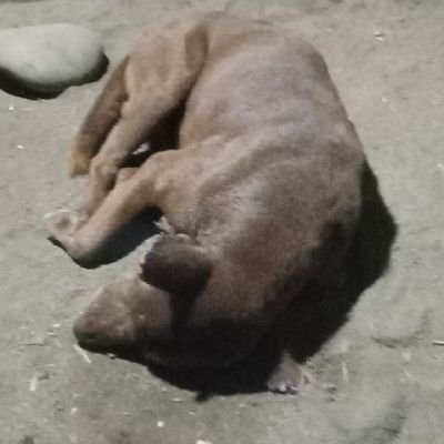 Kontol15570990's profile picture. Saya setuju